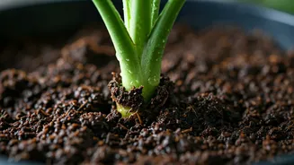 Overwatering Can Kill Happy Indoor Plants