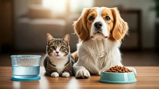 Dogs And Cats Need Smarter Monsoon Meals