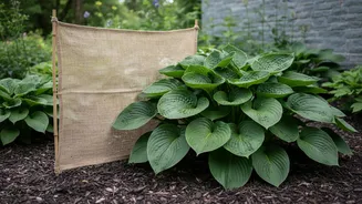 Check Whether Large Leaves Need Temporary Wind Protection