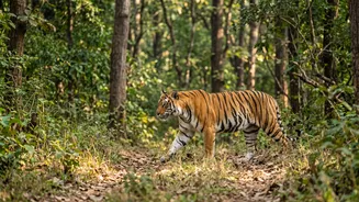 Season permits zones and responsible behaviour differ by reserve Matters Because India's safari options range from tiger reserves to leopard and el...