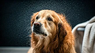 Wet Fur Needs Air, Towels And Patience