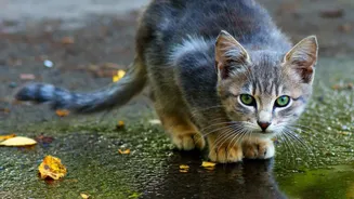 Monsoon Pet Care Essentials Every Indian Pet Parent Should Know