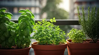 Herb Gardening Makes Indian Balconies More Useful