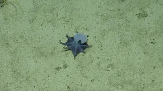 Azul e pequeno como uma bola de golfe: novo polvo descoberto em Galápagos