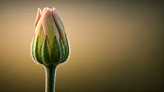 10 Enchanting Vedic Baby Girl Names Starting with 'V': Meanings & Significance