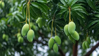 Unseasonal Rain & India's Mangoes: A Fruity Crisis