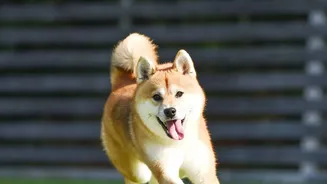 Why Urban Dog Parks Are Introducing Supervised Play Hours To Limit Noise Spikes