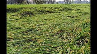 MP News: Unseasonal Rains Damage Paddy, Maize Worth ₹5,000 Crore In 22 Districts