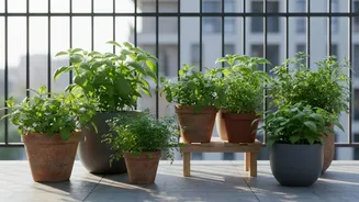 Chennai's Balcony Gardening Boom Is Inspiring Apartment Residents To Grow Fresh Herbs
