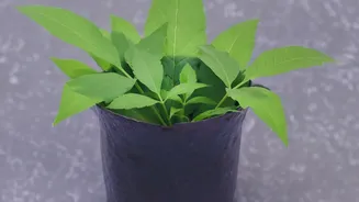 Lemon Plant Care In Pots: What To Know