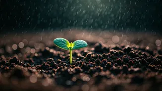 Rain-Softened Soil Is A Gardener’s Best Friend