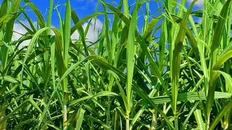 Scientists Transform Crop Waste Into Non Flammable Plant Electrolytes For Safe Electric Vehicles