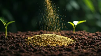 Stop Insect Attacks By Adding Organic Neem Cake To Soil