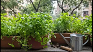How Bengaluru's Rain-Fed Planting Window Can Turn Balcony Herbs into a Daily Issue