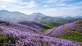 Neelakurinji Bloom In Munnar And What Recent Reporting Establishes