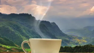 Planning A Peaceful Break? Budget Coffee Estate Stays Are Worth Considering