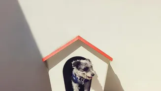 Creating Storm Shelters Indoors: How To Calm Your Dog During Thunderstorms