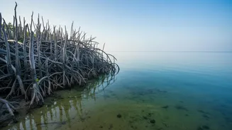 How Real-Time Telemetry Data Helps Preserve Sundarbans Mangroves Against Ocean Intrusion