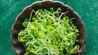 How Urban Gardeners Grow Broccoli And Radish Micro-Greens On Shallow Windowsill Trays Indoors