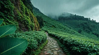 Why Meghalaya Monsoon Greenery Is Ultimate Mental Health Reset