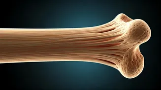 Reverse Bone Loss: Simple Lifestyle Changes Explained