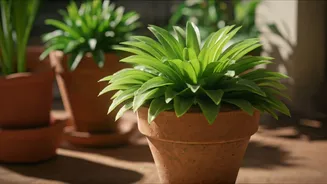 Mosquito Nurseries Can Start In Pretty Pots