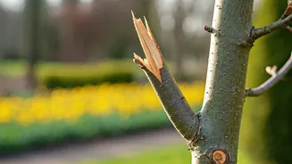 Spring Pruning Pitfalls: 5 Common Mistakes That Can Harm Your Trees