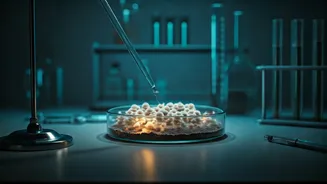 Kojic Acid Unveiled: Your Gentle Guide to Fading Stubborn Pigmentation on Indian Skin