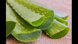Can Aloe Vera Really Fight Alzheimer’s? What New Science Reveals, And What It Doesn’t