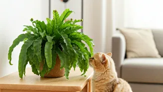 Bird's Nest Ferns Are The Stylish Safe Choice