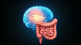Unraveling the Gut-Brain Connection: Clearing Your Foggy Mind