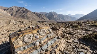 How 34-38 Million Years Shapes The 38-Million-Year-Old Marine Fossils Found In Ladakh Story