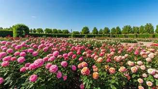 Chandigarh's Crown Jewel: Exploring Zakir Hussain Rose Garden