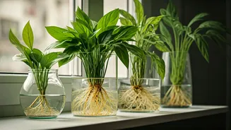 Soilless Greenery Is The New Urban Plant Hack