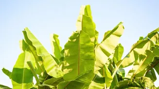 Young Hosts Embrace Eco Feasts: Banana Leaves And Organic Regional Produce Take Charge