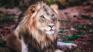 Barda Sanctuary's Lion Population Could Help Diversify Asiatic Lion Habitats
