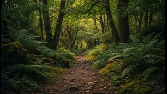 Slow Observation Turns One Forest Trail into Several Different Experiences