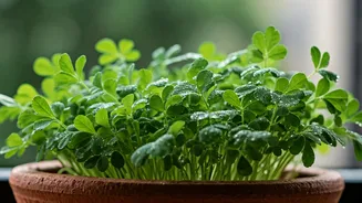 Grow Fresh Fenugreek And Coriander Sprigs In Small Balcony Spaces