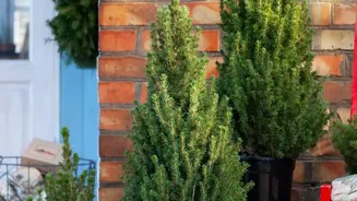 Festive DIY 2026: 7 Easy Home Decor Ideas Using Things You Already Own
