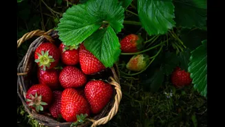 Winter-To-Spring Fruits: Your February Fat-Burning Allies