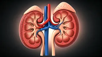 Understanding Chronic Kidney Disease: Stages, Treatments, and Lifestyle Changes