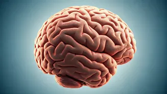 Changing Minds: The Brain's Transformation