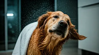 Wet Fur Needs Towels, Air And Patience