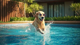 Spoil Your Dog With Premium Splash Pool Resort Getaways Today