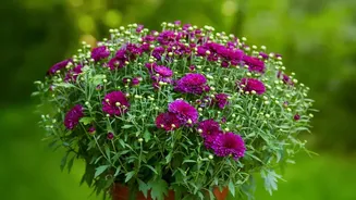 Grow Bright Marigolds Festive Chrysanthemums And Healthy Winter Spinach In October Home Pots