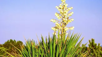 A Closer Home-Design Look At Designing Gardens For Lower Water Demand Through The Low-Water Gardening Shift