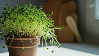 Grow Broccoli Shoots On Kitchen Windows For Instant Superfood Nutrients