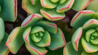 A Spotlight On Plant Choice By Long-Term Water Needs In The Low-Water Gardening Shift