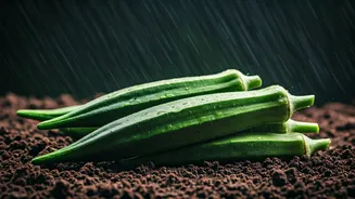 Bhindi Is The Monsoon Crop With Low Drama
