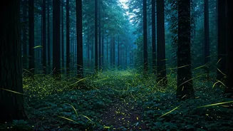 Looking For A Magical Escape? Try Firefly Trails